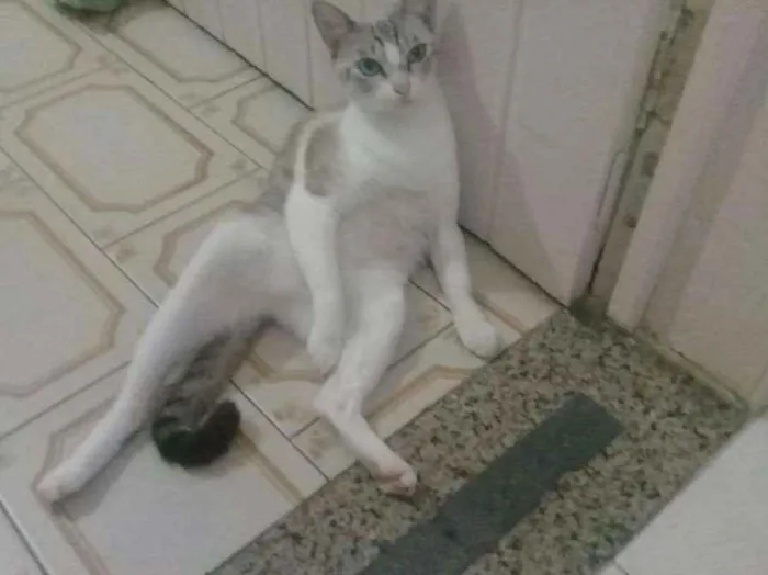 Gato ra a Indefinida idade 3 anos nome Lilica