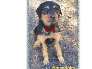 Cachorro raça SRD idade 2 anos nome AMENDOIN