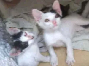 Gato raça Não identificada idade Abaixo de 2 meses nome Filhotinhos