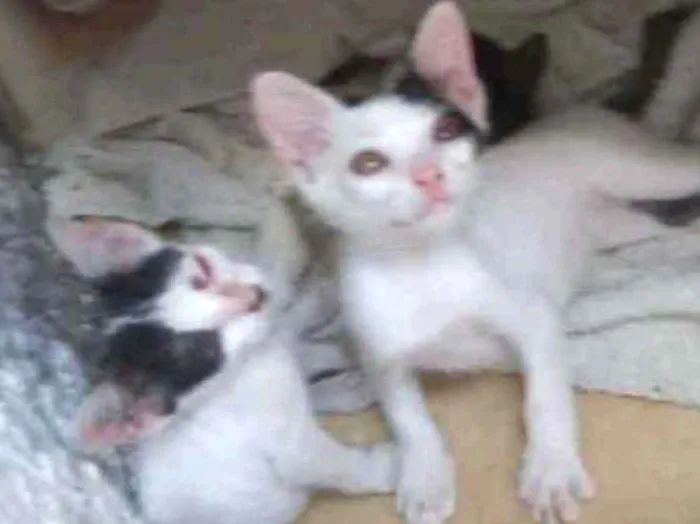 Gato ra a Não identificada idade Abaixo de 2 meses nome Filhotinhos