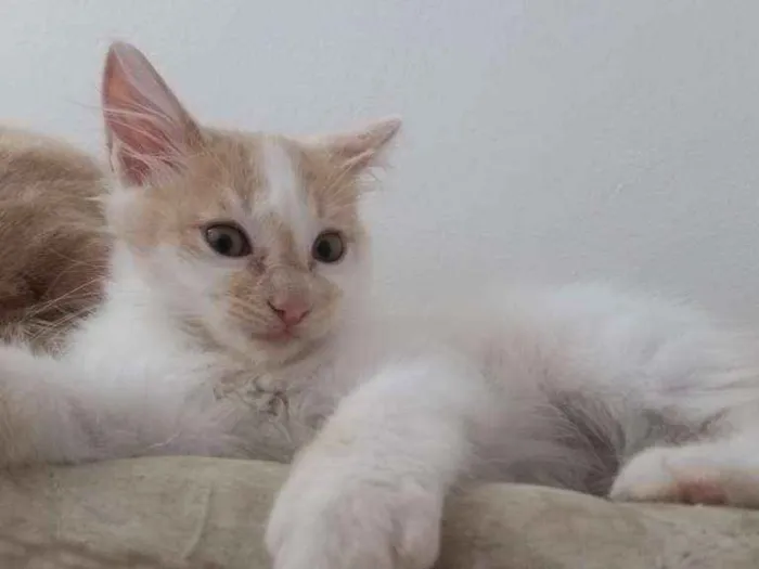 Gato ra a RNI idade Abaixo de 2 meses nome Zézinho