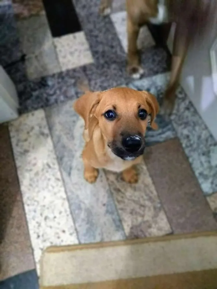 Cachorro ra a fila idade 7 a 11 meses nome Lyon