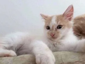 Gato raça RNI idade Abaixo de 2 meses nome Zézinho