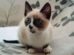 Gato raça SRD idade 2 a 6 meses nome Fofinho