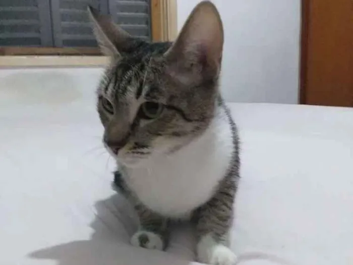 Gato ra a Sem raça definida idade 1 ano nome Skay