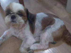 Cachorro raça Shitzu puro idade 5 anos nome Willy