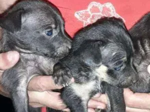 Cachorro raça Srd idade Abaixo de 2 meses nome Srm nome