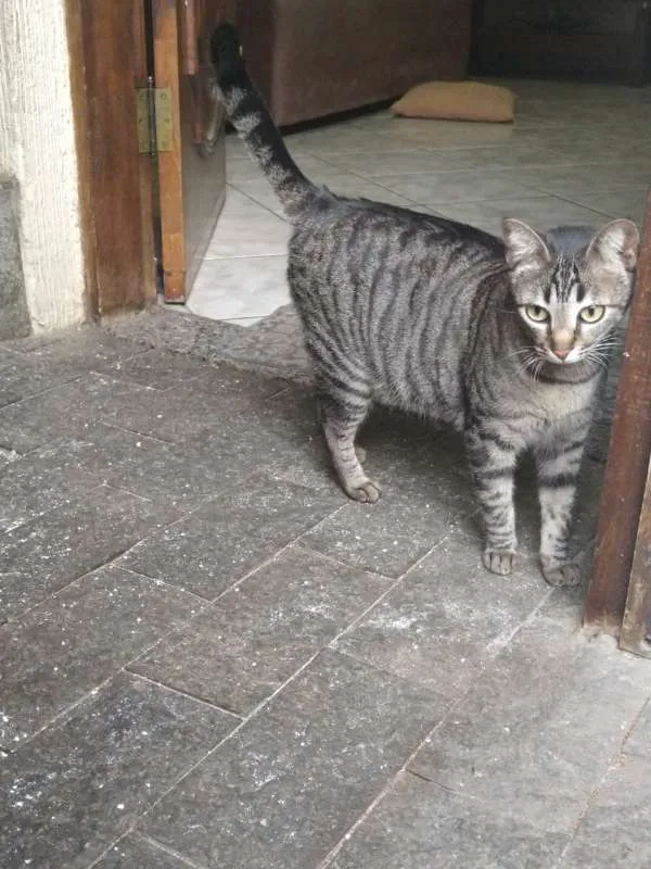Gato ra a SRD idade 7 a 11 meses nome Fofinha