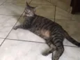 Fofinha