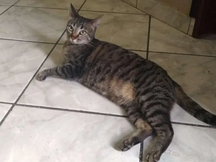 Gato ra a SRD idade 7 a 11 meses nome Fofinha