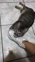 Fofinha