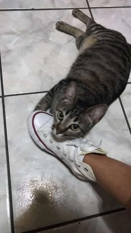 Gato ra a SRD idade 7 a 11 meses nome Fofinha