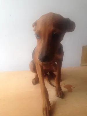 Cachorro raça  idade 2 a 6 meses nome Ainda não tem nomes