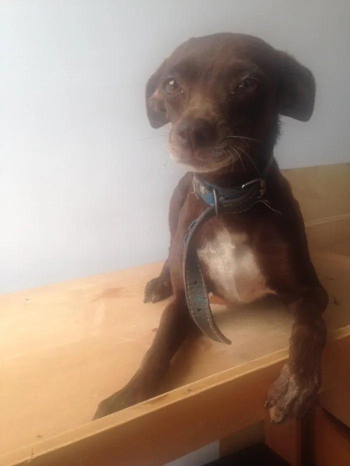 Cachorro ra a  idade 4 anos nome Pituca e froste 