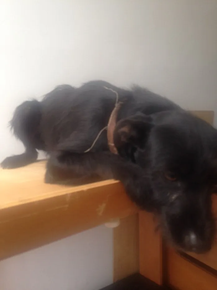 Cachorro ra a  idade 4 anos nome Pituca e froste 