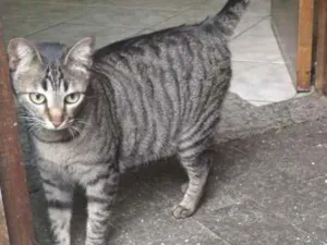 Gato raça SRD idade 7 a 11 meses nome Fofinha