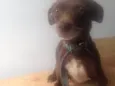Pituca e froste 