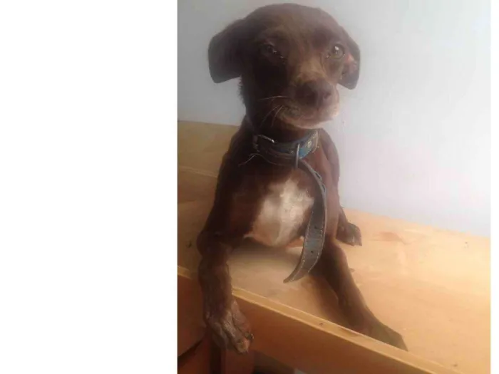 Cachorro ra a  idade 4 anos nome Pituca e froste 
