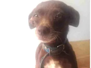 Cachorro raça  idade 4 anos nome Pituca e froste 