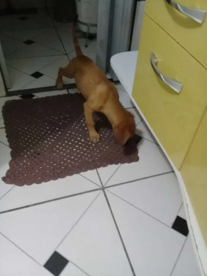 Cachorro ra a Vira lata idade 5 anos nome Bob /jully
