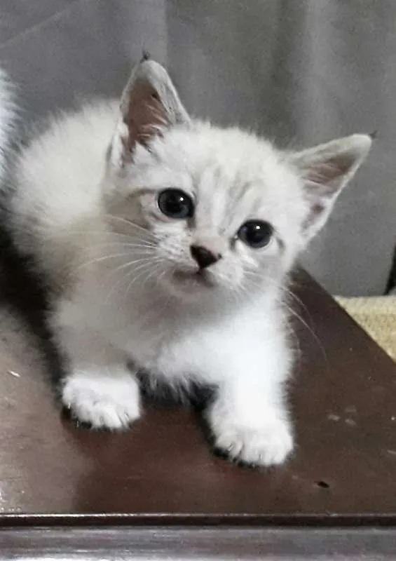 Gato ra a SRD idade Abaixo de 2 meses nome Beto