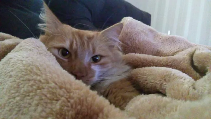 Gato ra a SRD idade 2 anos nome Noah