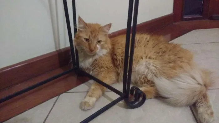 Gato ra a SRD idade 2 anos nome Noah