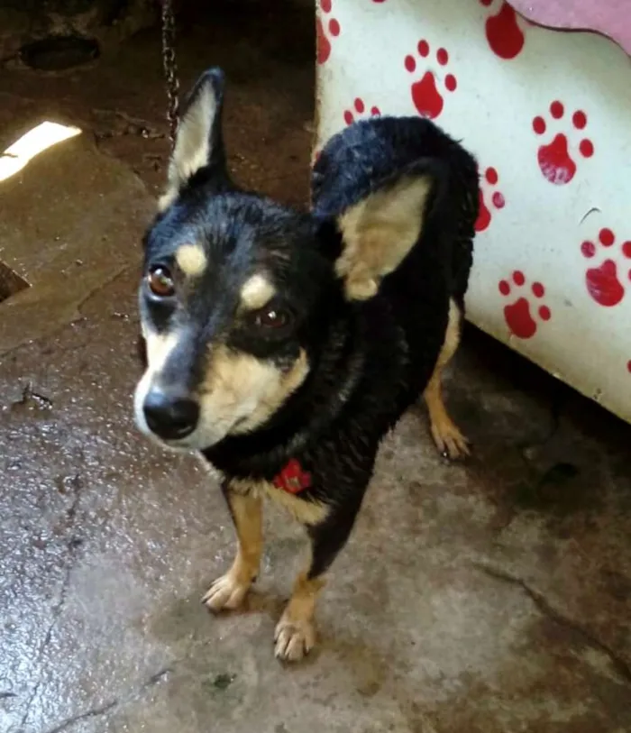 Cachorro raça  idade 3 anos nome Baby 