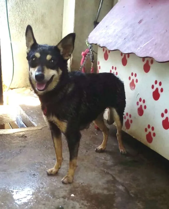 Cachorro raça  idade 3 anos nome Baby 