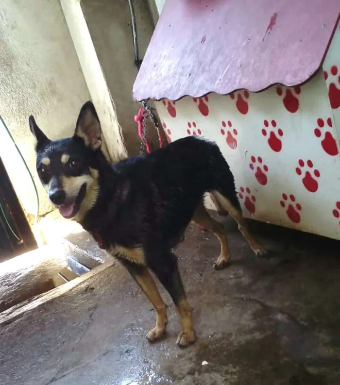 Cachorro raça  idade 3 anos nome Baby 