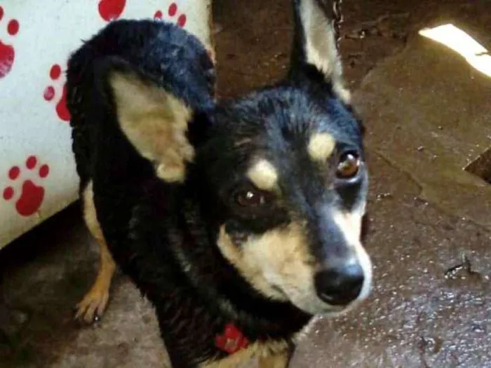 Cachorro raça  idade 3 anos nome Baby 