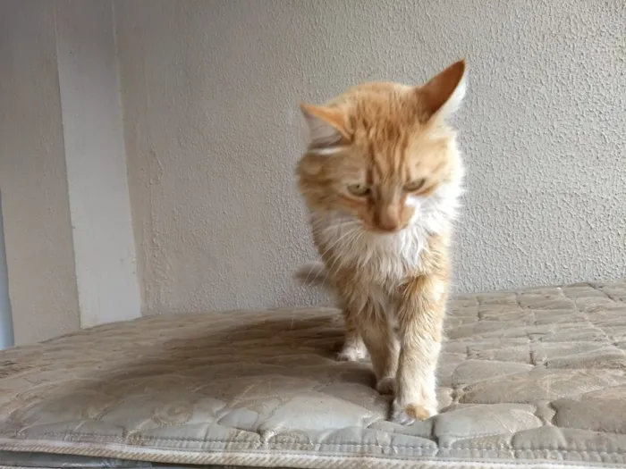Gato ra a SRD idade 2 anos nome Noah