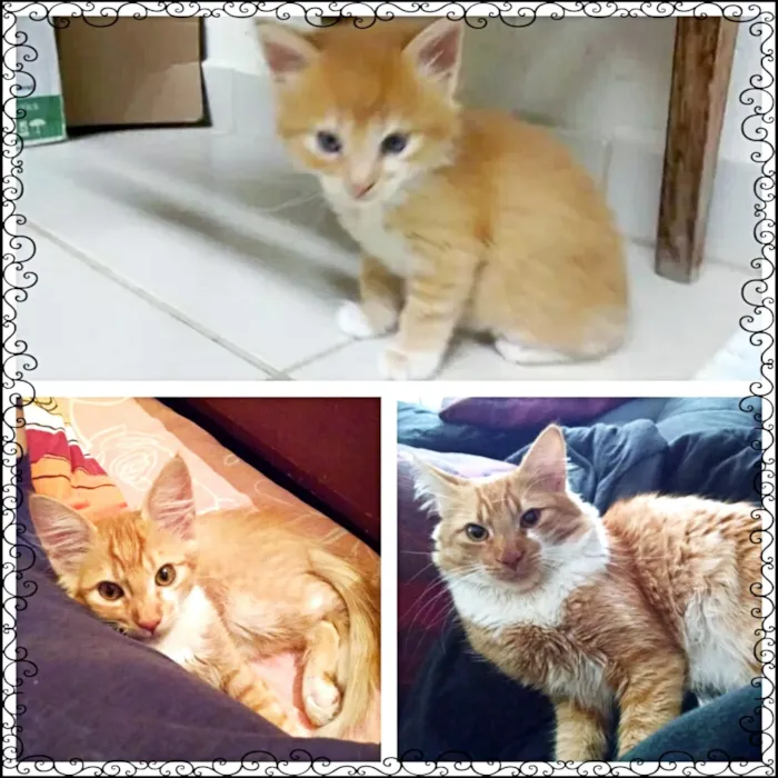 Gato ra a SRD idade 2 anos nome Noah