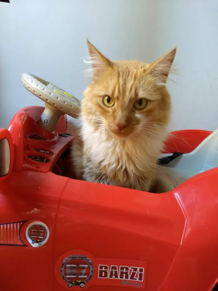 Gato ra a SRD idade 2 anos nome Noah