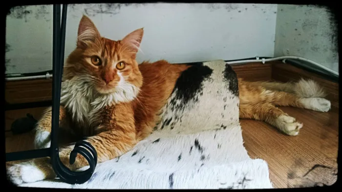 Gato ra a SRD idade 2 anos nome Noah