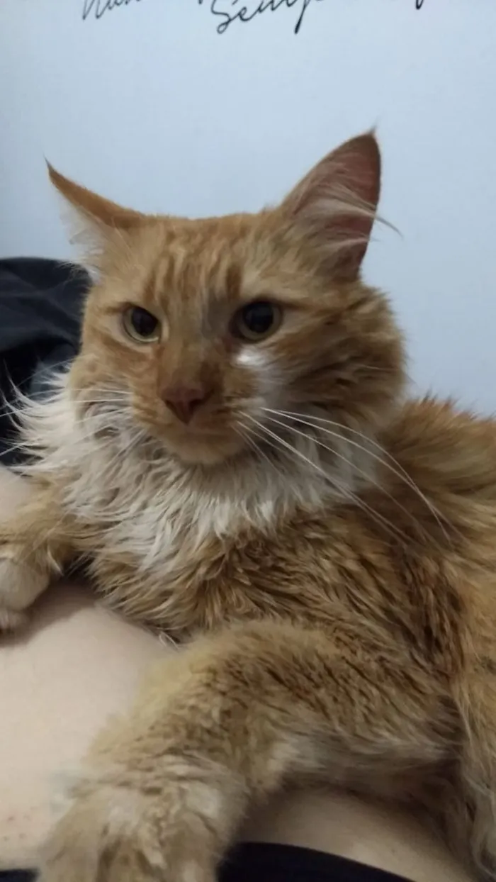 Gato ra a SRD idade 2 anos nome Noah