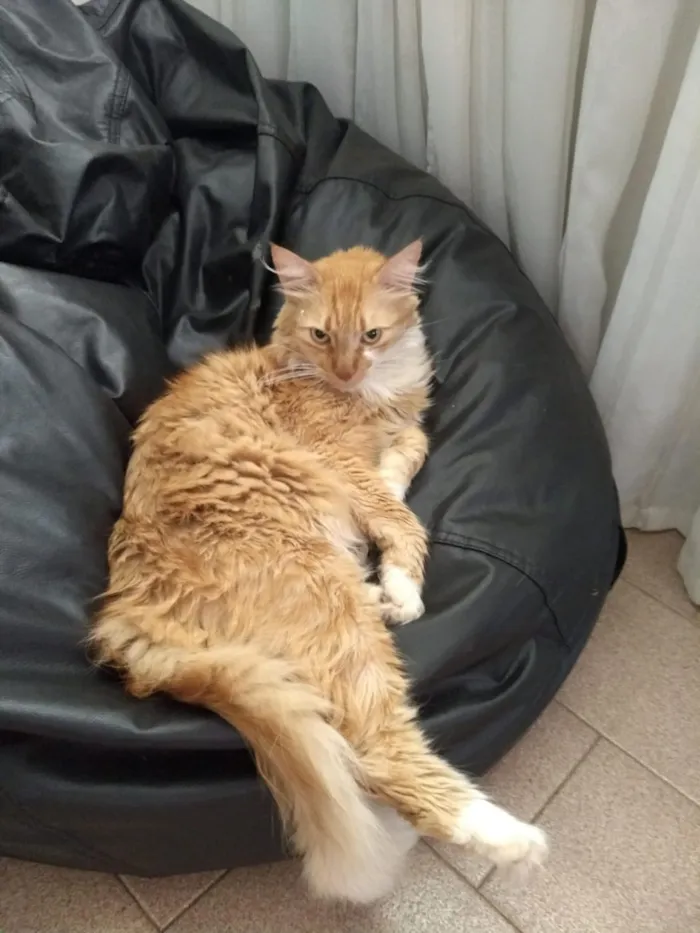 Gato ra a SRD idade 2 anos nome Noah