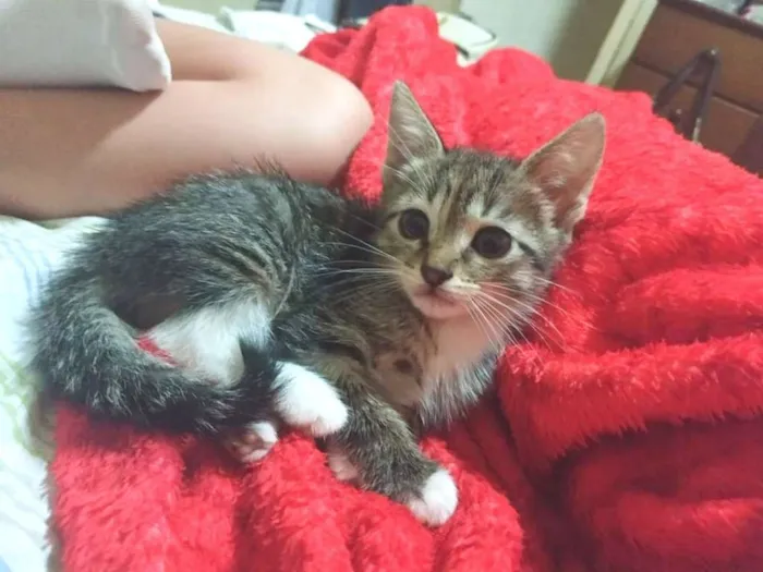Gato ra a SRD idade Abaixo de 2 meses nome Sem nome