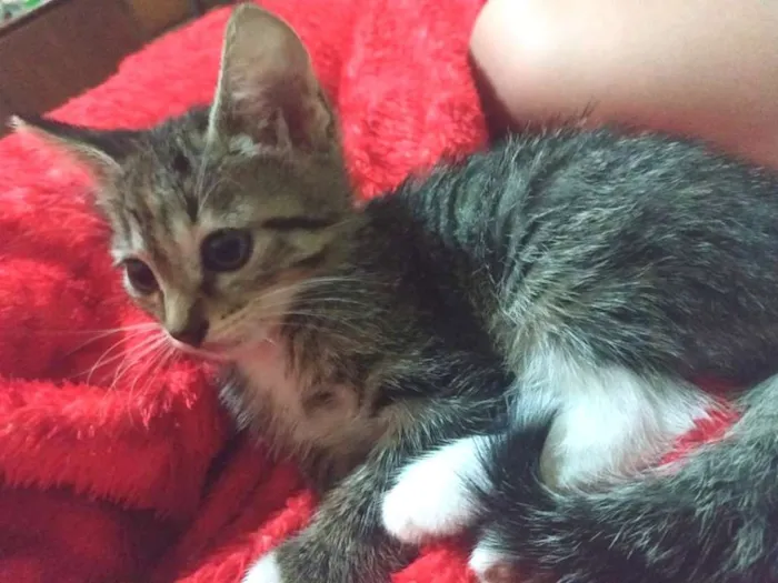 Gato ra a SRD idade Abaixo de 2 meses nome Sem nome