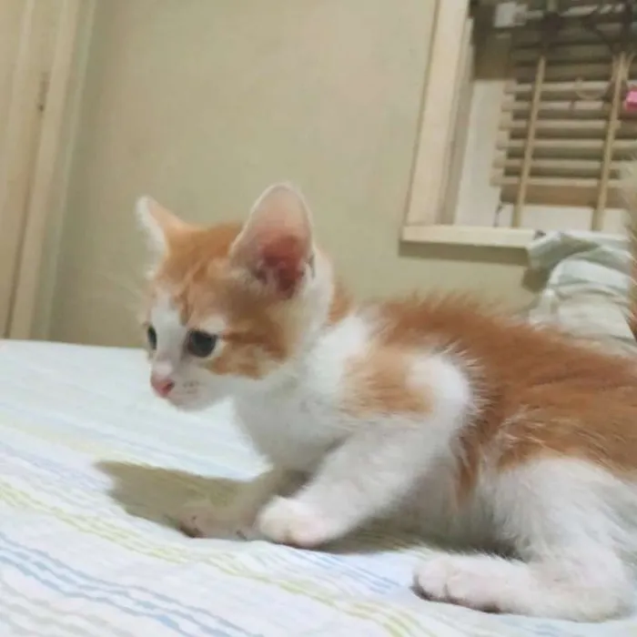 Gato ra a SRD idade Abaixo de 2 meses nome Sem nome