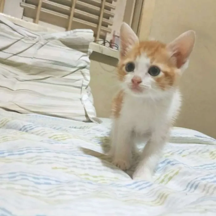 Gato ra a SRD idade Abaixo de 2 meses nome Sem nome