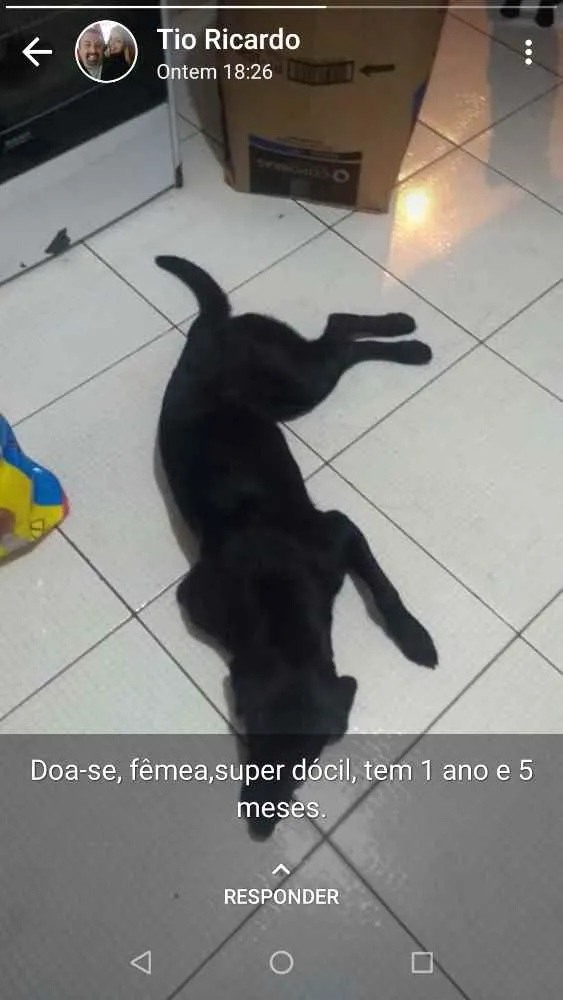 Cachorro ra a Mistura de labrador idade 1 ano nome Maya