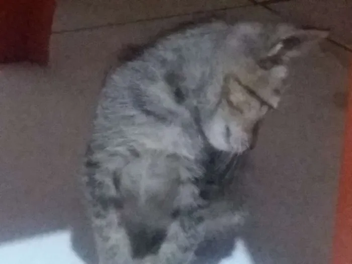 Gato raça  idade  nome Srta. Shelley