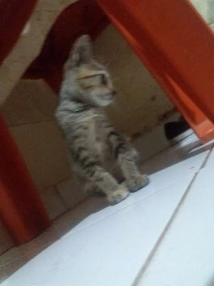 Gato raça  idade  nome Srta. Shelley