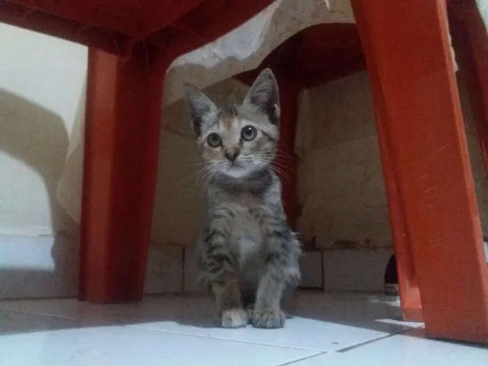 Gato raça  idade  nome Srta. Shelley