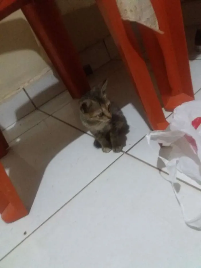 Gato raça  idade  nome Srta. Shelley