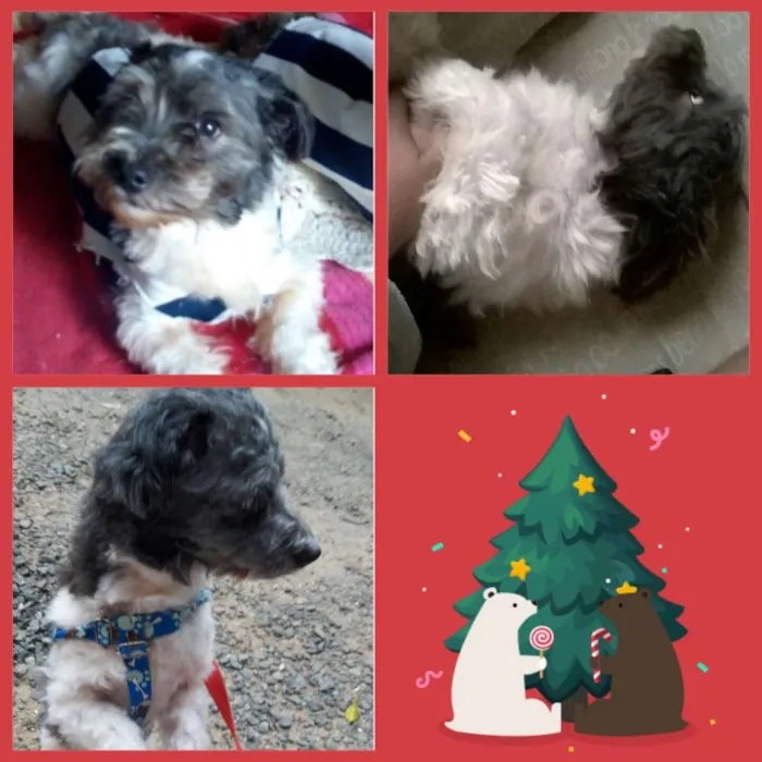 Cachorro ra a Misturada com vira lata idade 3 anos nome Billy