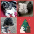 Billy