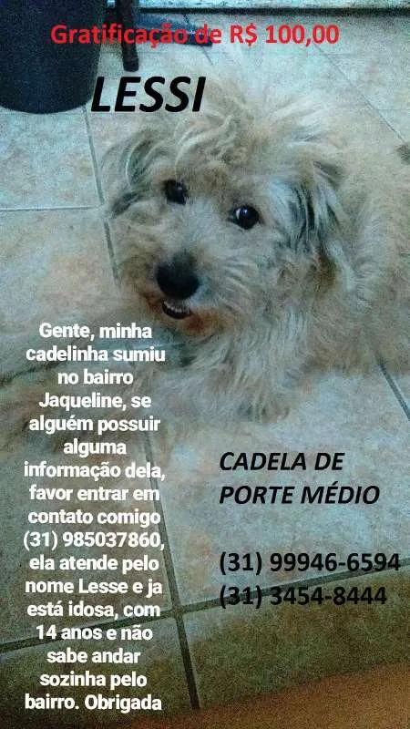 Cachorro ra a Vira-Lata (poodle) idade 6 ou mais anos nome Lessi GRATIFICA