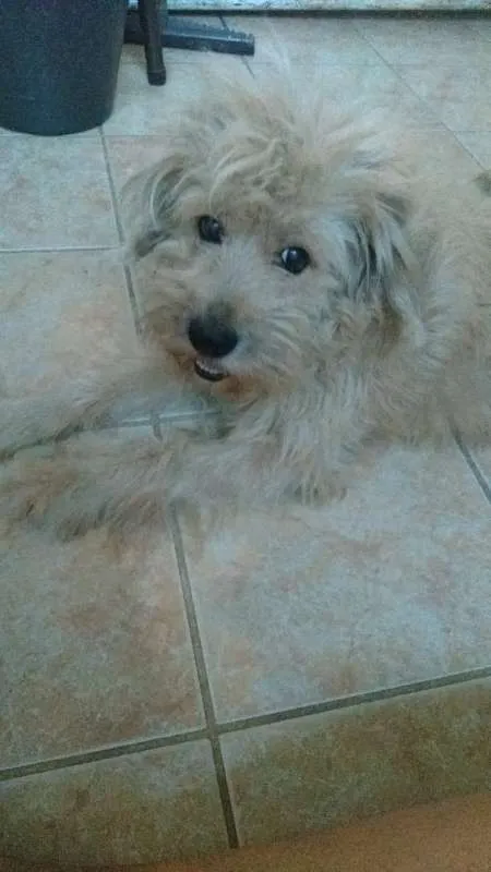 Cachorro ra a Vira-Lata (poodle) idade 6 ou mais anos nome Lessi GRATIFICA